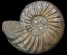 Asteroceras Ammonite Fossil - England #40604-1